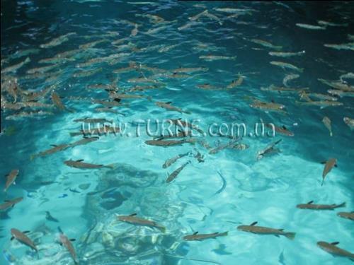 Fotografie Hilton Bora Bora Nui Resort 5*