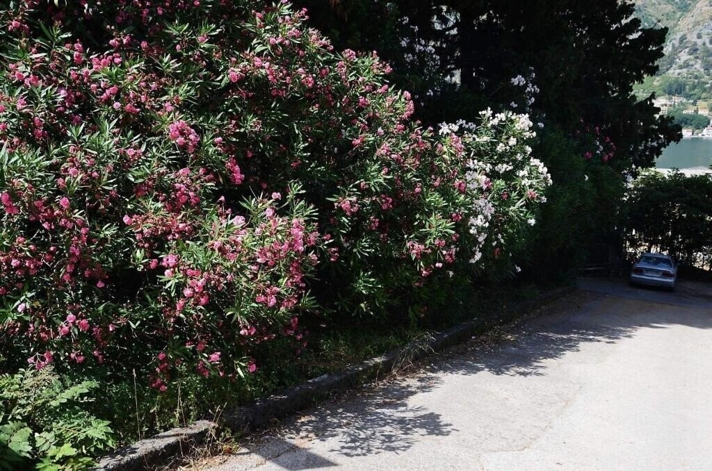 Фотография Garden 4*