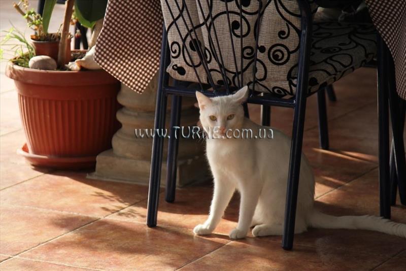 Изображение Apartments Grloman 4*