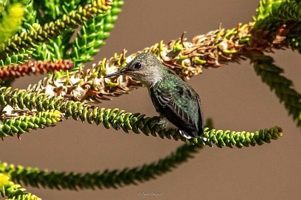 Imaginea Mt Plaza Brisas 3*