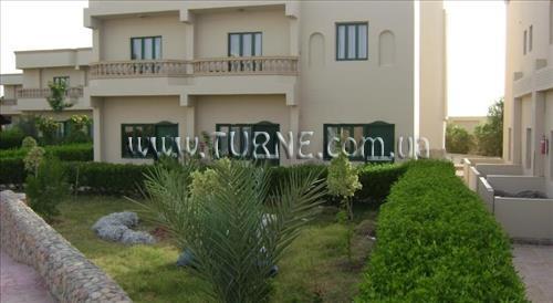 Fotografii Nefertiti Sun Flower 4*