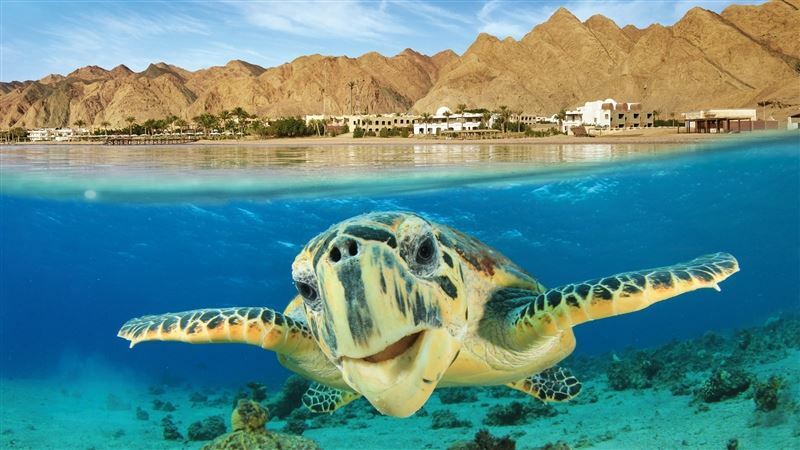 Imaginea Fortuna Hurghada 3* 3*