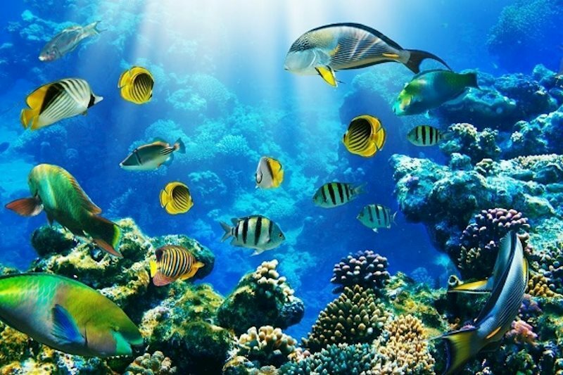 Imaginea Fortune Hurghada 4 4*