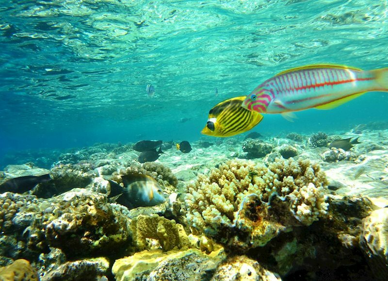 Imaginea Fortune Hurghada 4 4*