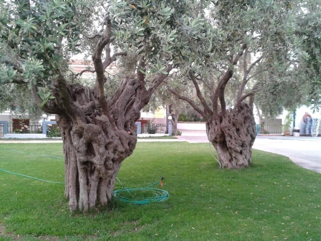 Картинка Makedonia 3*