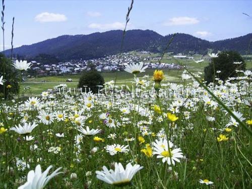 Отель Golden Fleece 5*