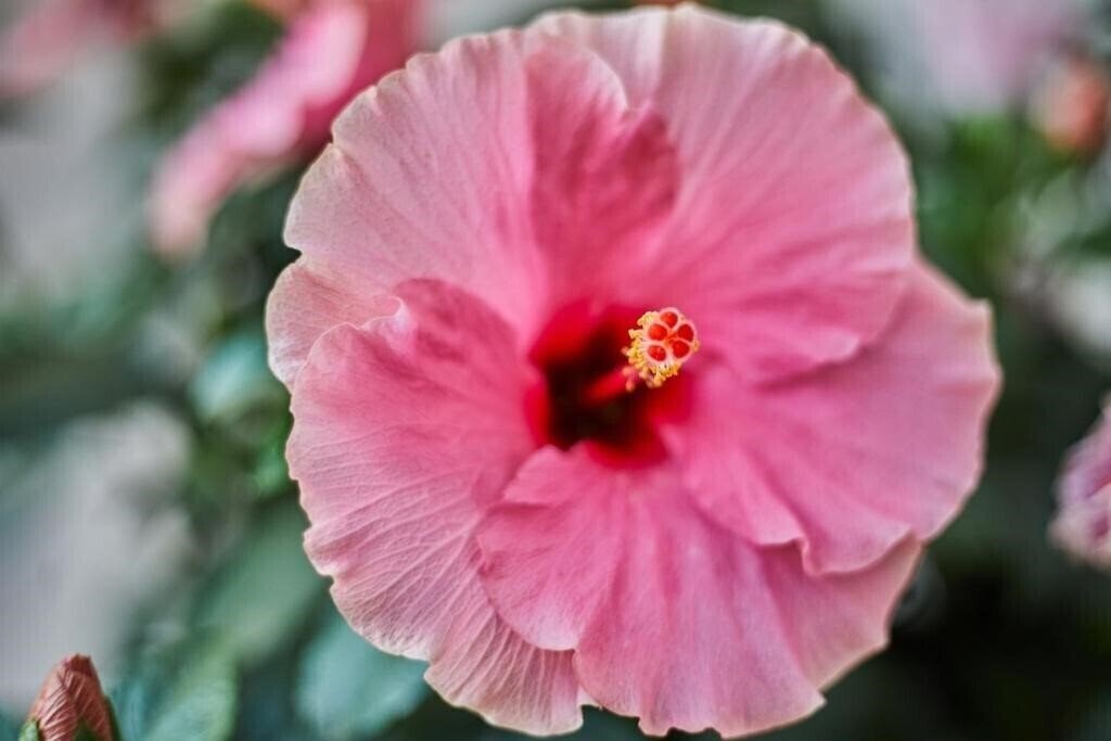 Imaginea Mon Boutique 4*