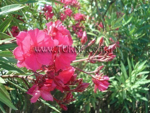 Fotografie Join Up! Chance Fortuna Costa Brava/Maresme 3*