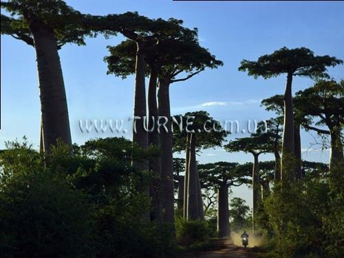 Отель Vanila Hotel 3*