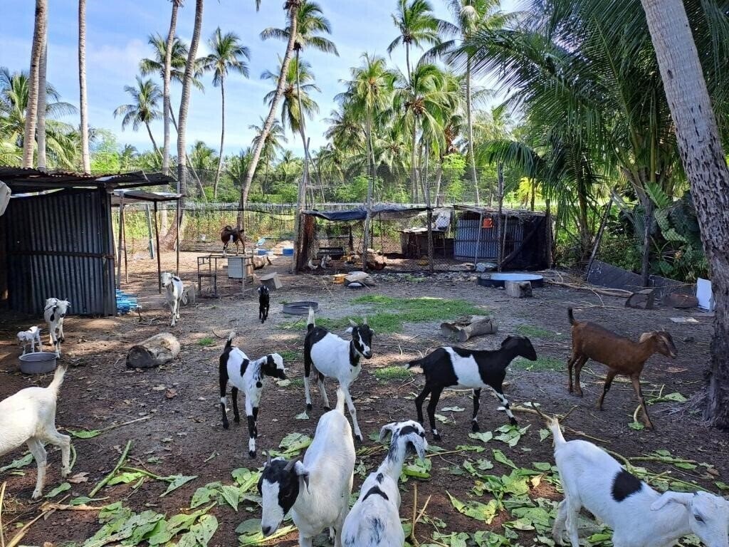 Fotografie Summer Sky Thoddoo Guest House гостиный двор