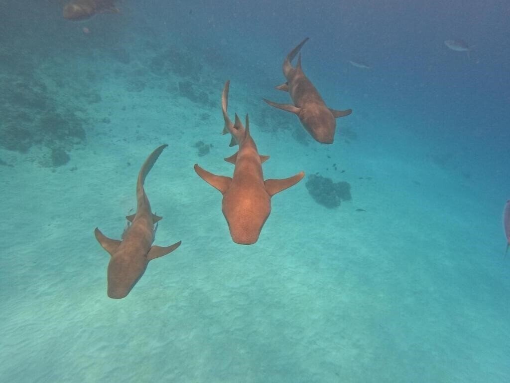 Картинка Beach Walk Inn Gulhi Guest House гостиный двор