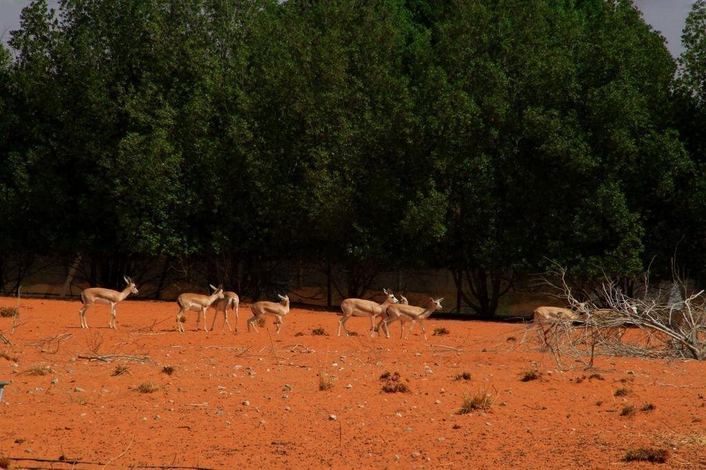 Imaginea Al Bada Hotel & Resort 5*