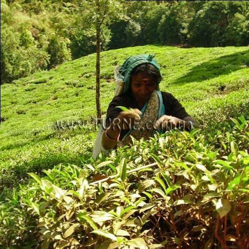 Imaginea Bingo 3* (Коломбо) 3*