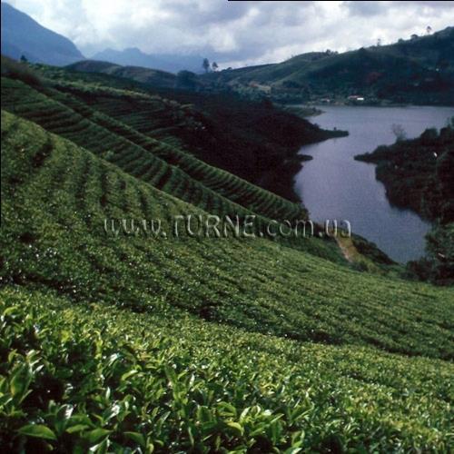 Fotografii Bingo 3* (Коломбо) 3*