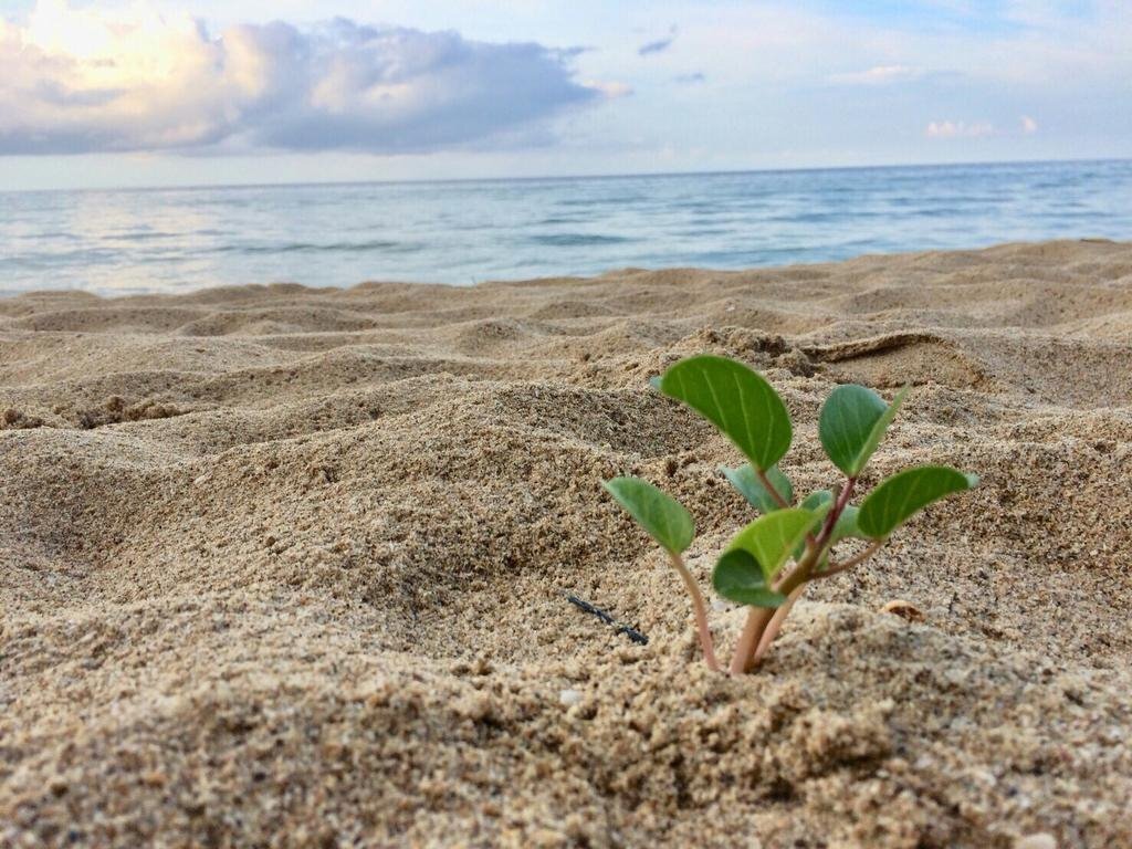 Fotografie White Sand Beach 2*