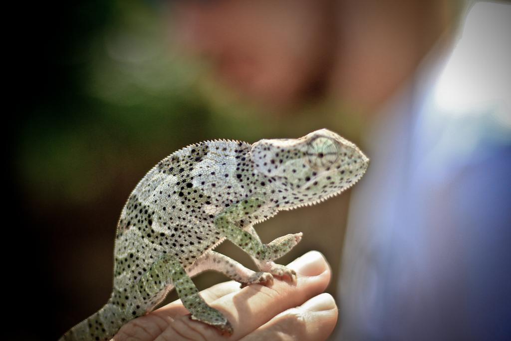 Fotografii Palumboreef Beach Resort 3*