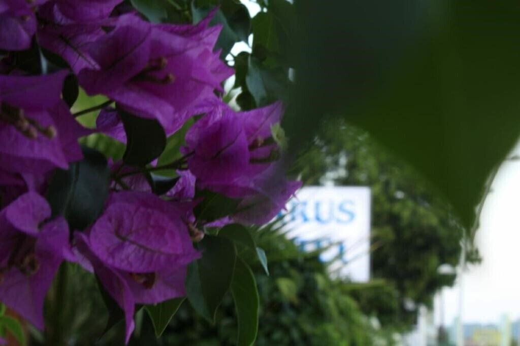 Fotografii Parus Hotel Kemer 3*