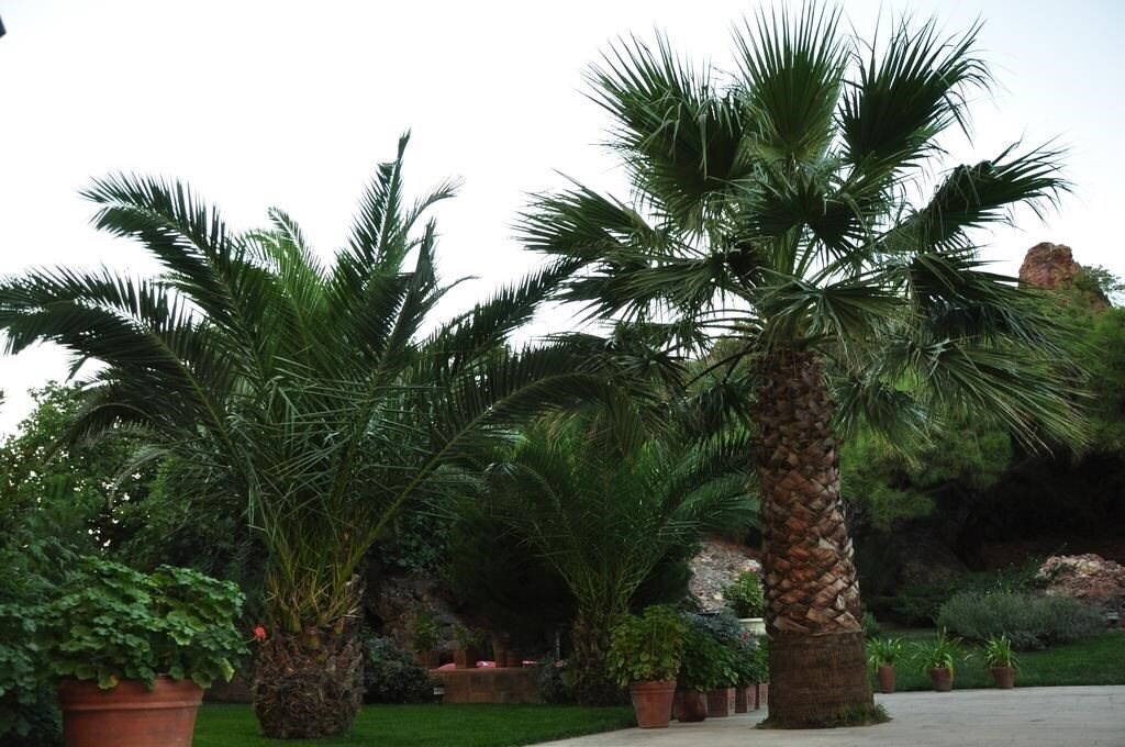 Imaginea Palm Court Suites 3*